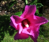 Foto Precedente: fiore che non conosco