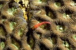 Prossima Foto: il pesce sulla "luna"