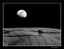 Foto Precedente: One moon, one tree