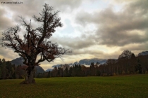 Foto Precedente: L'albero delle streghe