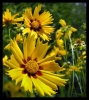 Prossima Foto: fiori gialli