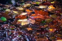 Foto Precedente: autunno nel lago