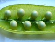 perle vegetali