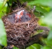 Prossima Foto: cinguettii nel mio giardino