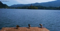 Prossima Foto: Lago di Bled