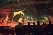 Foto Precedente: Circus