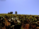 Prossima Foto: Campo di girasoli