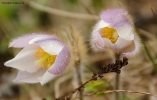 Prossima Foto: Un Fior Di Pelo..