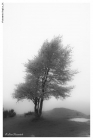 Foto Precedente: nebbia in logarghena