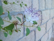 Foto Precedente: Fiore del cappero