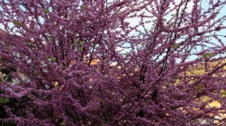 Foto Precedente: ..il colore forte..   