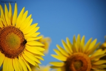 Prossima Foto: E come un girasole .....