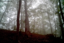 alberi nella nebbia