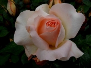 Foto Precedente: rosa, rosae, rosarum....