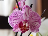 Prossima Foto: Orchidea rosata