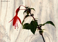 Foto Precedente: Fuchsia