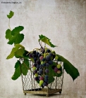 Foto Precedente: L'uva fragola