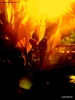 Prossima Foto: avvolto dalla luce