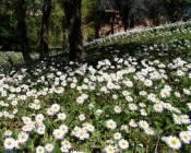 Foto Precedente: BENVENUTA PRIMAVERA