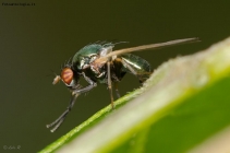 Prossima Foto: mosca verde