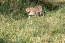 Foto Precedente: Tanzania - Serengeti 2