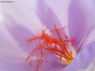 Foto Precedente: fiore di zafferano?