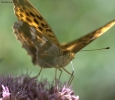 Prossima Foto: Butterfly