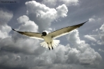 Foto Precedente: Le ali della libert