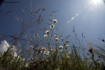Prossima Foto: la natura vista dal basso....