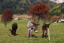 Prossima Foto: asinelli di montagna