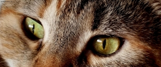 Occhi di gatta