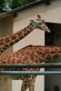 Foto Precedente: Giraffa 