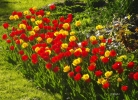 Foto Precedente: tulipani a merano 