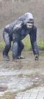 Foto Precedente: Gorilla nella pioggia