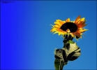 Prossima Foto: .. e come un girasole..