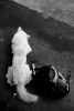 Foto Precedente: cani vagabondi del salento
