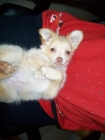 Prossima Foto: cucciolo