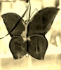 Foto Precedente: mariposa..