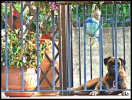 Foto Precedente: Docile guardia