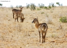 Prossima Foto: Antilopi