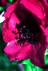 Prossima Foto: pink flower