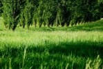 Prossima Foto: Prato verde