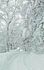 Prossima Foto: Paesaggi innevati 