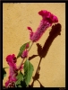 Foto Precedente: Un fiore per te.. paese di Casoli Versilia Bella