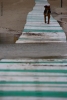 Prossima Foto: cani vagabondi del salento!!!!!