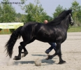 Foto Precedente: frisian at exibition