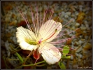 Prossima Foto: fiore del cappero