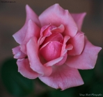 Prossima Foto: Vi regalo una rosa :-)