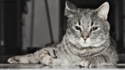 A Cat