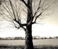 Prossima Foto: albero sulla collina